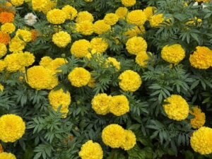 マリーゴールド