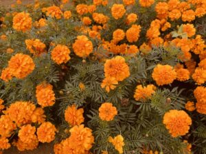 マリーゴールド