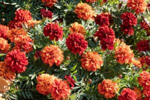 マリーゴールド