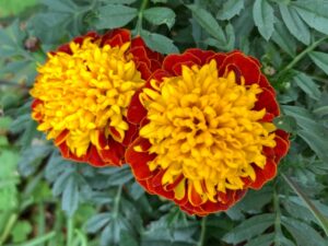 マリーゴールド