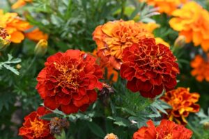 マリーゴールド