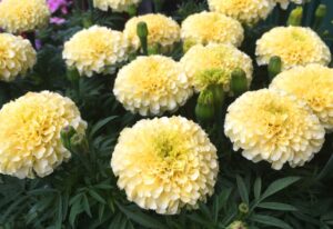 マリーゴールド