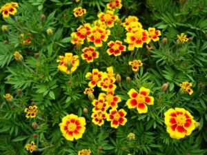 マリーゴールド