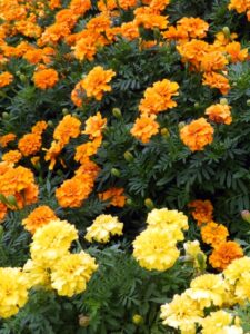 マリーゴールド