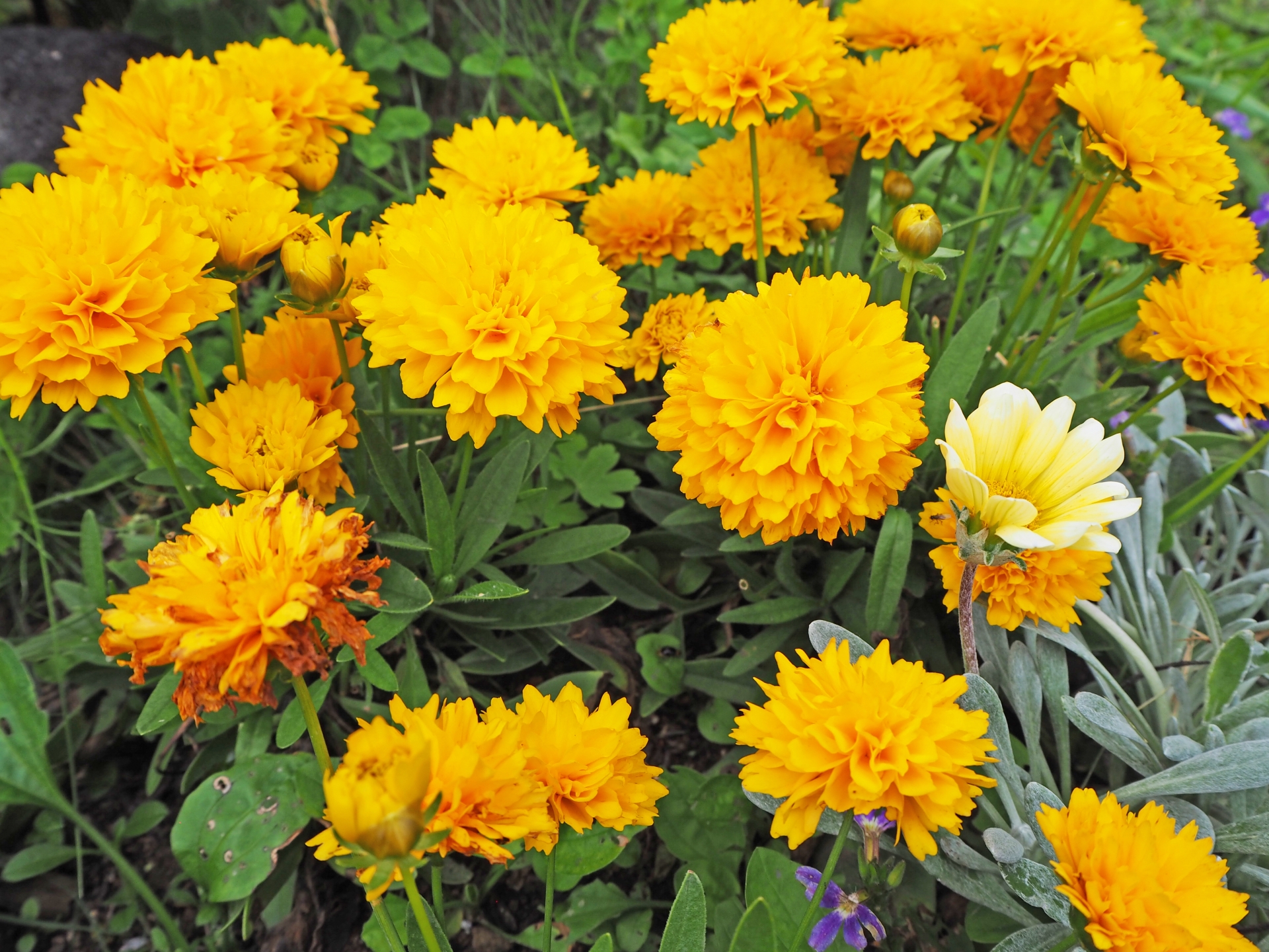 マリーゴールド