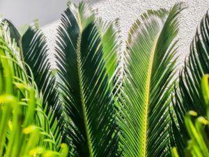 ソテツ（蘇鉄）