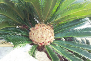 ソテツ（蘇鉄）の実