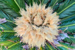 ソテツ（蘇鉄）の雌花