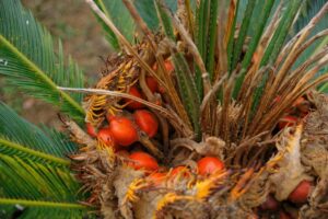 ソテツ（蘇鉄）の実