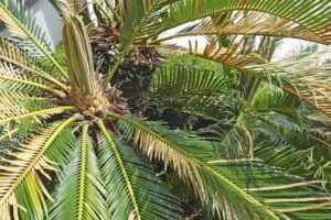 ソテツ（蘇鉄）の新芽