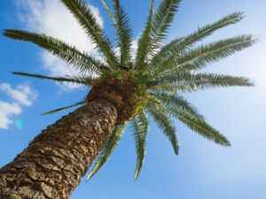 ソテツ（蘇鉄）