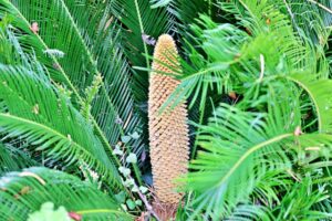 ソテツ（蘇鉄）の雄花