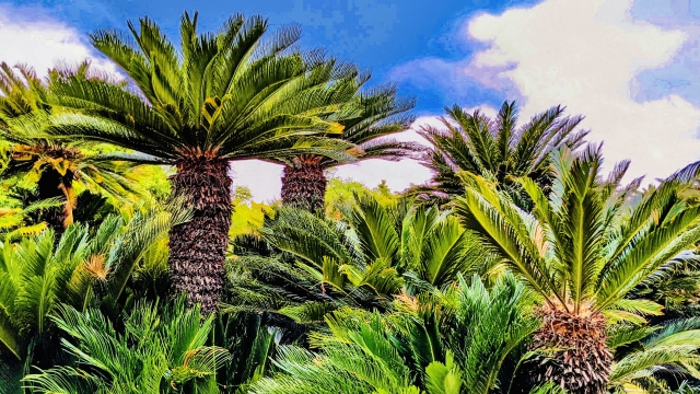 ソテツ（蘇鉄）