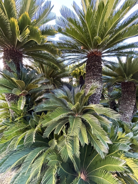 園芸の豆知識：ソテツ（蘇鉄） | 新和造園株式会社