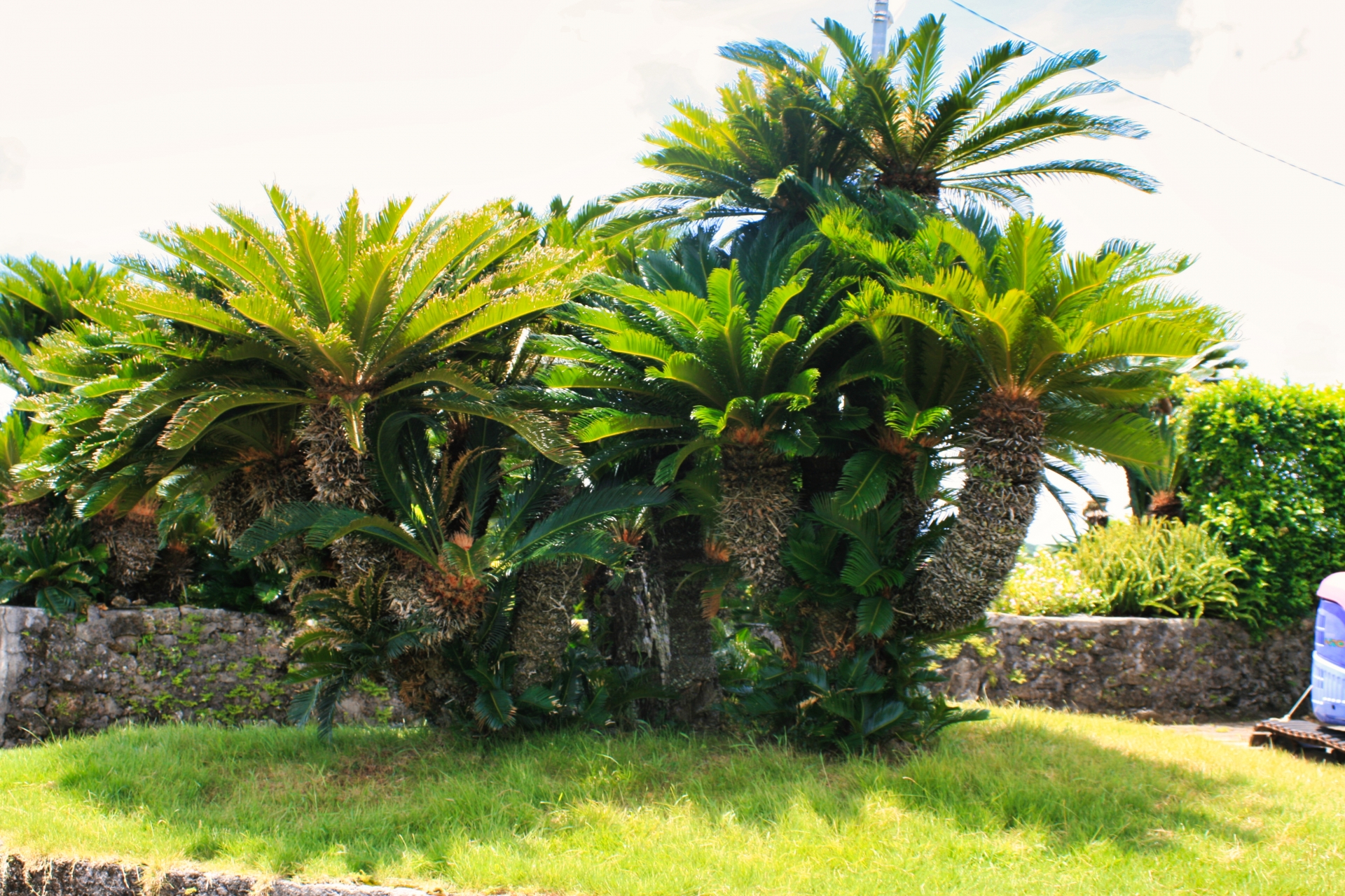 ソテツ（蘇鉄）