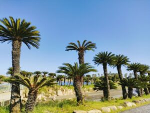 ソテツ（蘇鉄）