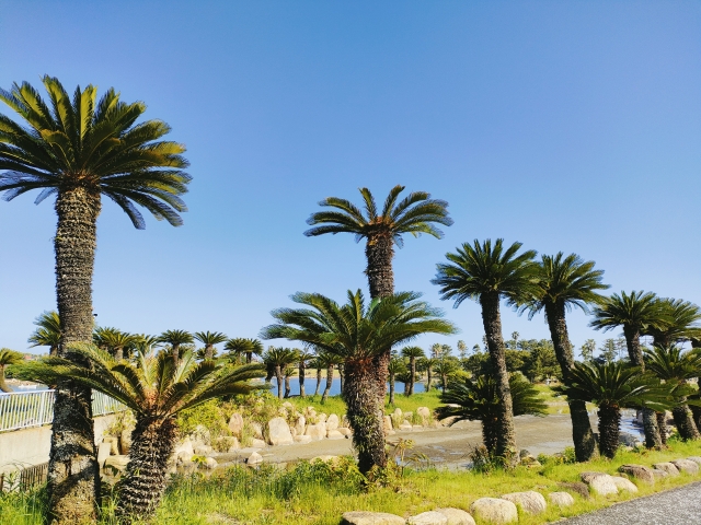 ソテツ（蘇鉄）