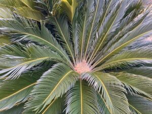 ソテツ（蘇鉄）