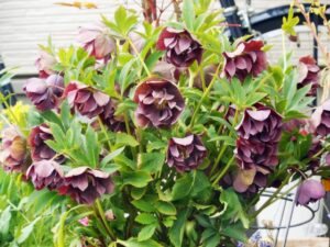 クリスマスローズ