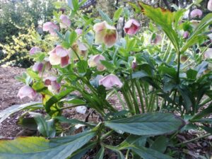 クリスマスローズ