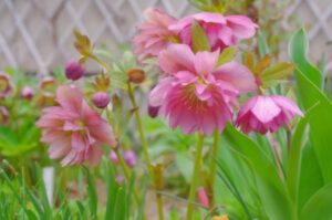 クリスマスローズ