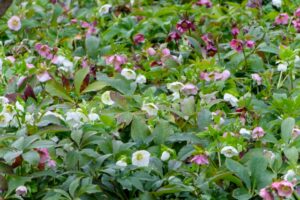 クリスマスローズ