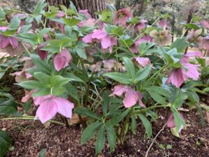 クリスマスローズ