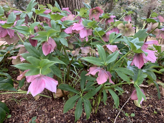 クリスマスローズ