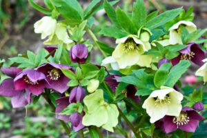 クリスマスローズ