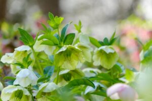 クリスマスローズ