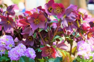 クリスマスローズ