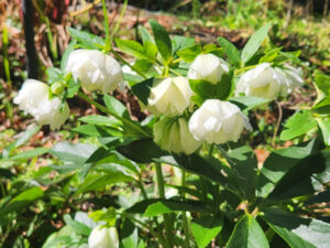 クリスマスローズ