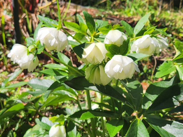 クリスマスローズ