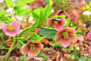 クリスマスローズ