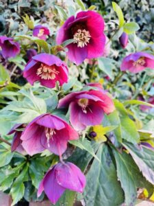 クリスマスローズ