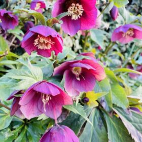 クリスマスローズ