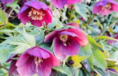 クリスマスローズ