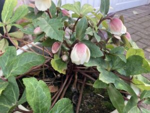 クリスマスローズ