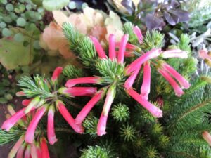 アケボノエリカ