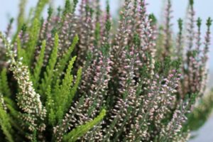 ヒース・エリカ