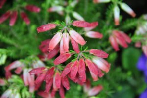 エリカ・ウインターファイアー