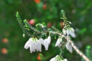 エリカ・パウエラ