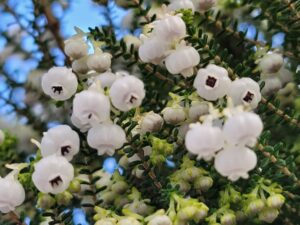 スズランエリカ