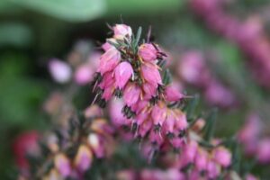 エリカ・ダーレンシス