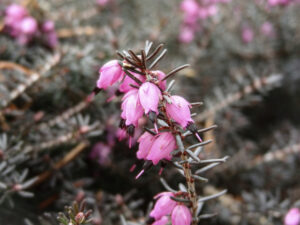 エリカ・カルネア