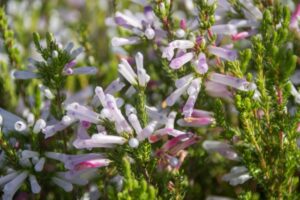 ホワイトデライト