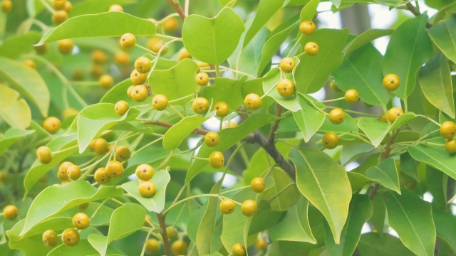 ソヨゴ（冬青）