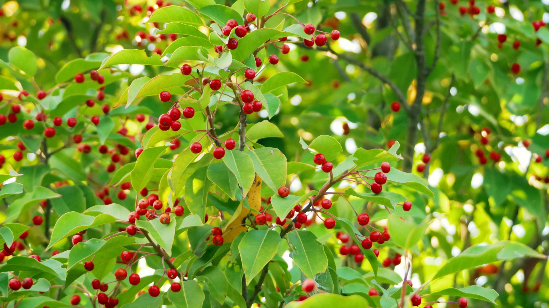 ソヨゴ（冬青）