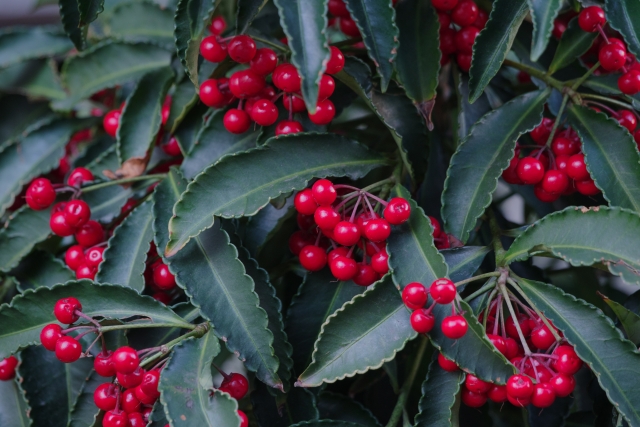 ソヨゴ（冬青）